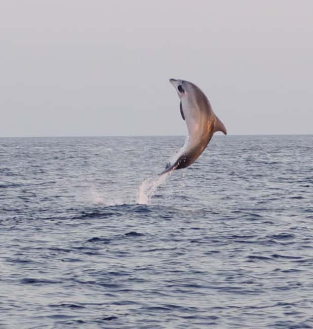 From Fazana: Dolphin watching and snorkeling in Blue Cave - Leaving Fažana for the South Istrian coast