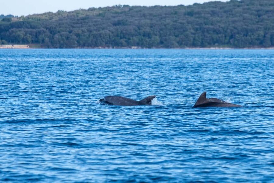 From Fazana: Dolphin watching and snorkeling in Blue Cave - The dolphin search begins after the swimming stops