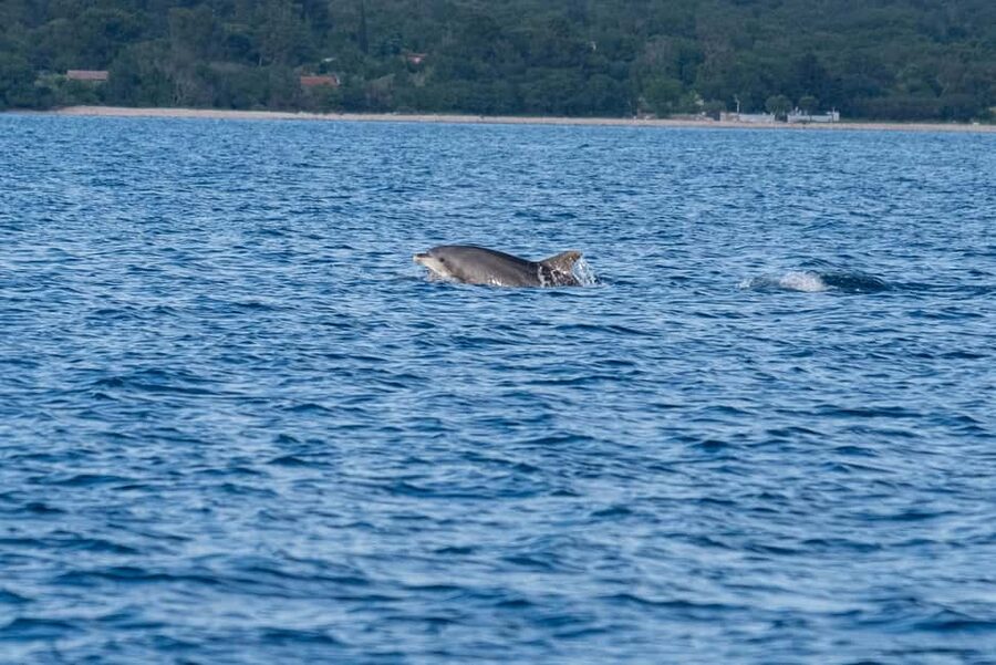 From Fazana: Dolphin watching and snorkeling in Blue Cave - Friendly skippers and a private-group feel