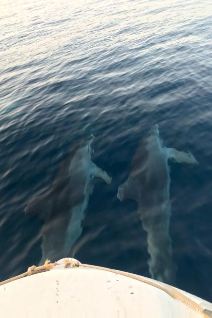 From Fazana: Private sunset dolphin tour - Key points to know before you book