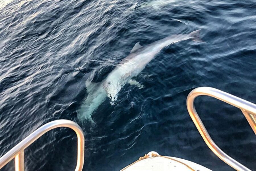 From Fazana: Private sunset dolphin tour - Searching the Brijuni waters for dolphins