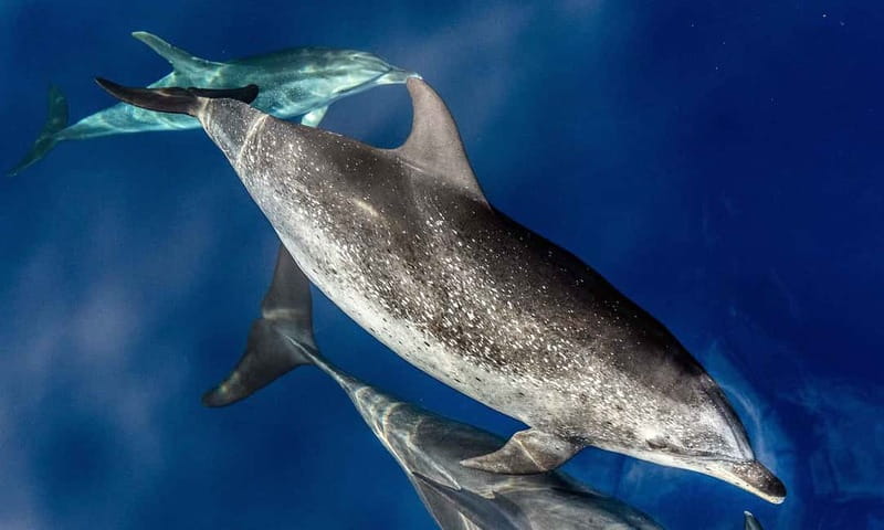 From Funchal: Ecological Catamaran Dolphin Whale Watching - Leaving Funchal Marina on a quiet catamaran