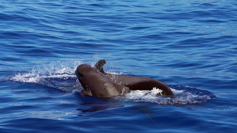 From Funchal: Ecological Catamaran Dolphin Whale Watching - How the wildlife search works