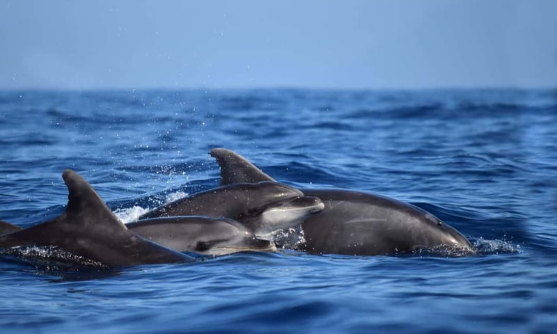 From Funchal: Ecological Catamaran Dolphin Whale Watching - Cabo Girão and the southern coast on the way back