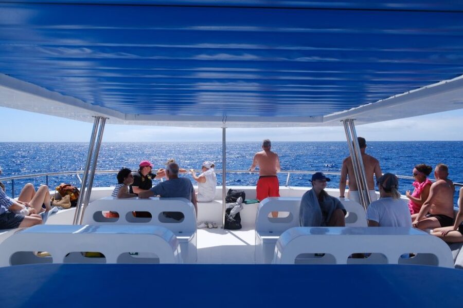 From Funchal: Ecological Catamaran Dolphin Whale Watching - Comfort, accessibility, and what to wear