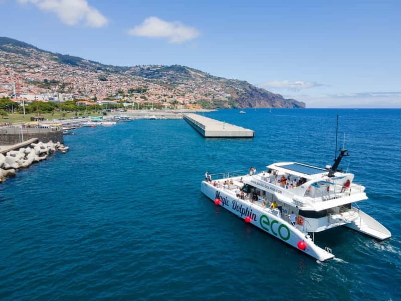 From Funchal: Ecological Catamaran Dolphin Whale Watching - Is $41 good value for three hours?
