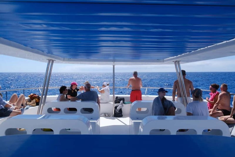 From Funchal: Ecological Catamaran Dolphin Whale Watching - Should you book Magic Dolphin Eco?
