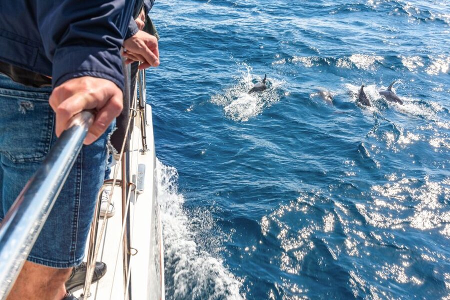 From Funchal: Madeira Dolphin and Whale Watching Tour - Key points to know before booking