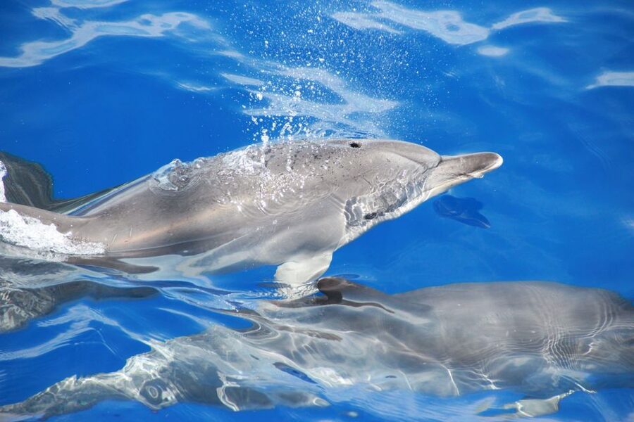 From Funchal: Madeira Dolphin and Whale Watching Tour - FAQ