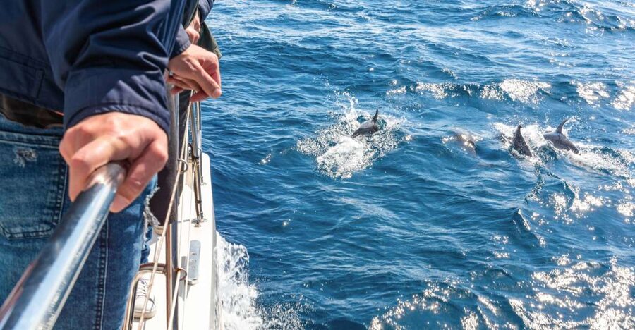 From Funchal: Madeira Dolphin and Whale Watching Tour - Leaving Funchal Marina for the open Atlantic