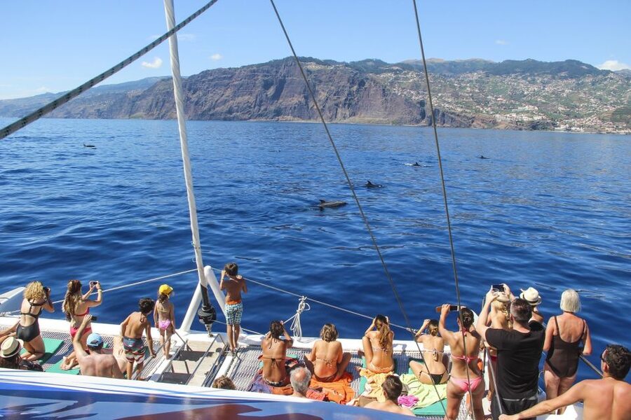 From Funchal: Madeira Dolphin and Whale Watching Tour - What the $47 ticket really includes