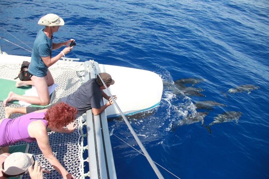 From Funchal: Madeira Dolphin and Whale Watching Tour - Should you book this Madeira whale and dolphin tour?