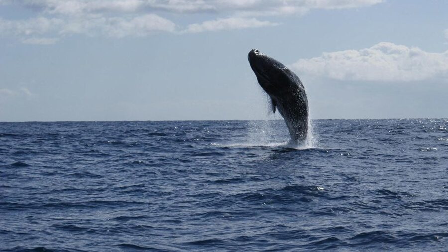 From Funchal: Whale and Dolphin Watching - Price, timing, and overall value