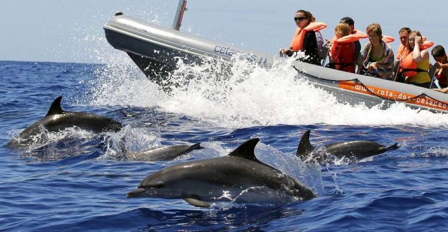 From Funchal: Whale and Dolphin Watching - Why this Funchal whale trip is worth considering