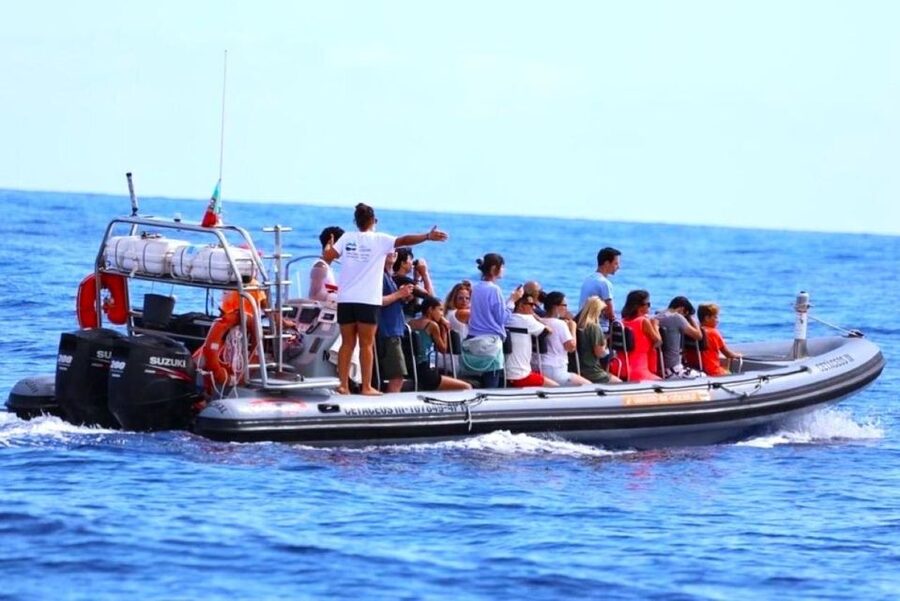 From Funchal: Whale and Dolphin Watching - What you might see beyond the harbor