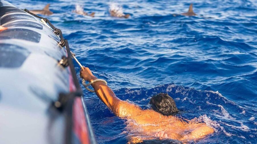 From Funchal: Whale and Dolphin Watching - Respect for the animals