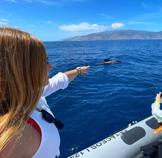 From Funchal: Whale and Dolphin Watching - The speedboat ride is part of the attraction