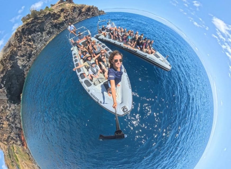 From Funchal: Whale and Dolphin Watching - Is there time to swim?