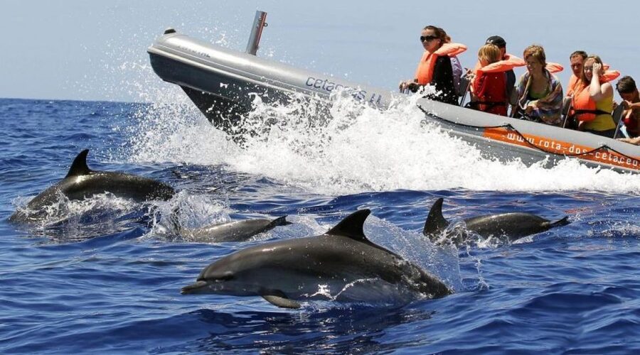 From Funchal: Whale and Dolphin Watching - Finding Store 35 in Funchal