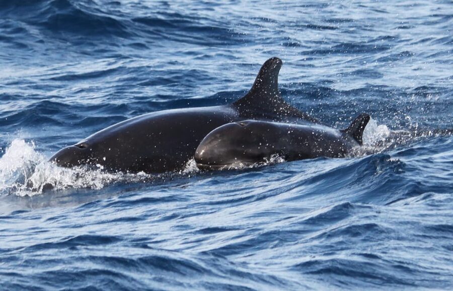 From Funchal: Whales and Dolphin Adventure Tour - Who should book this Madeira whale tour?