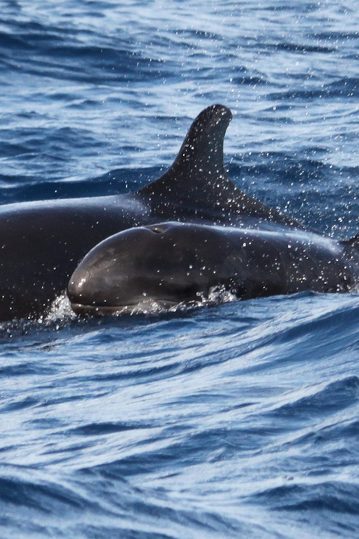 From Funchal: Whales and Dolphin Adventure Tour - Searching Madeira’s Atlantic waters for wildlife