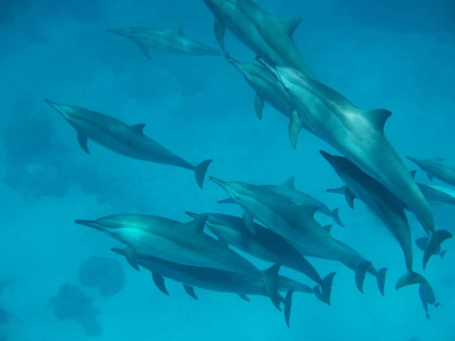 From Hurghada: Hula Hula Island Speedboat Tour with Dolphins - Key points to know before booking