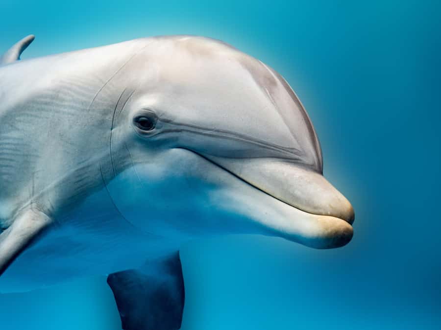 From Hurghada: Hula Hula Island Speedboat Tour with Dolphins - Hula Hula Island for swimming, sand, and lunch