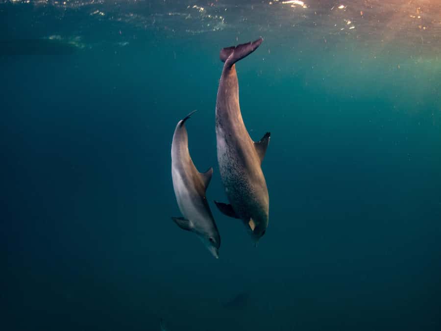 From Hurghada: Paradise Island Speedboat Tour with Dolphins - Speeding out from Hurghada