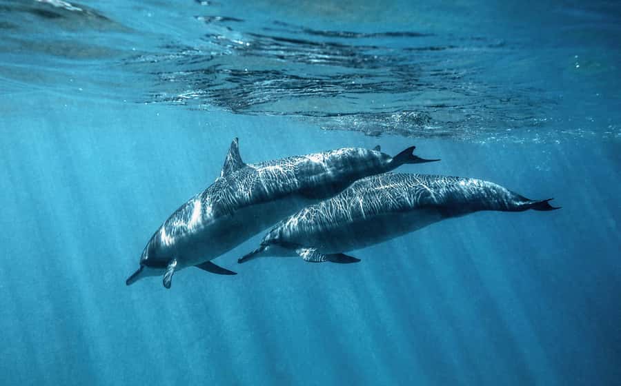 From Hurghada: Paradise Island Speedboat Tour with Dolphins - Practical comfort and small details
