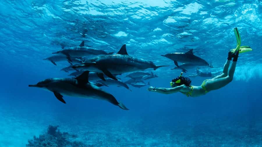 From Kendwa: Mnemba Boat Trip and Dolphin Snorkel Adventure - Setting out from Mama Mia at 8:30