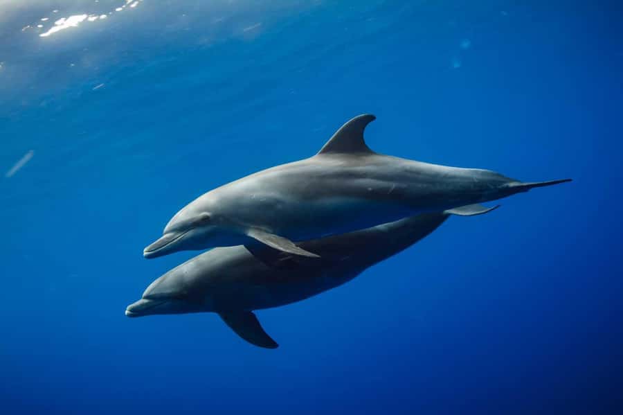 From Kendwa: Mnemba Boat Trip and Dolphin Snorkel Adventure - Snorkeling around Mnemba Atoll