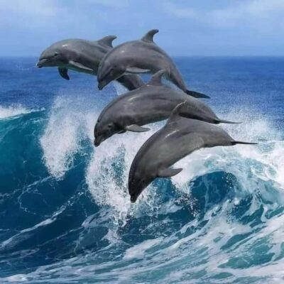 FROM KENDWA; Mnemba snorkelling and Dolphin tour