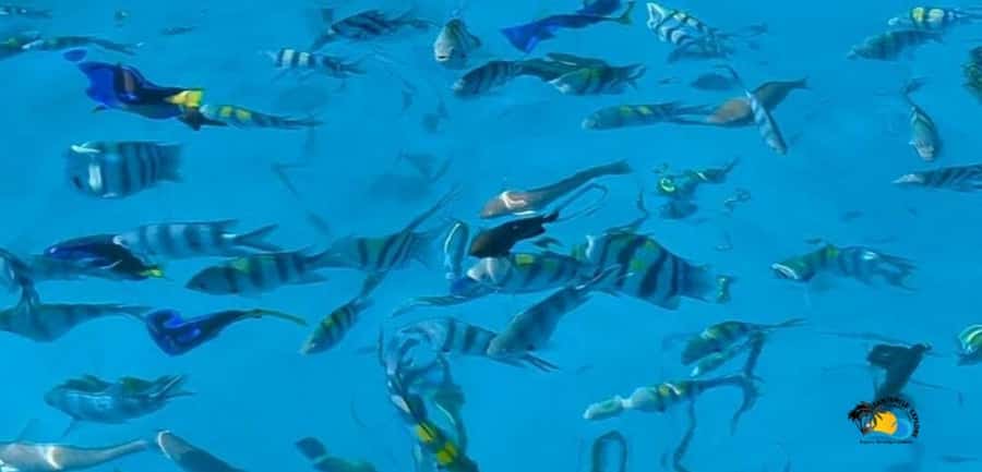 From Kendwa/Nungwi: Mnemba Dolphins with Snorkel Tour - Key points at a glance