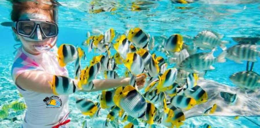 From Kendwa/Nungwi: Mnemba Dolphins with Snorkel Tour - Lunch, drinks, and what the $56 covers