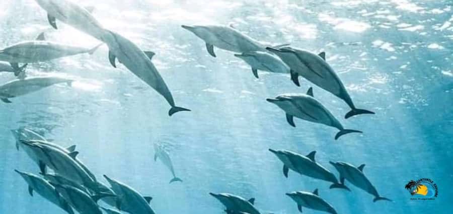 From Kendwa/Nungwi: Mnemba Dolphins with Snorkel Tour - Searching for dolphins near Mnemba