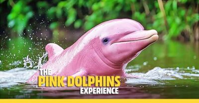 From Koh Samui: Pink Dolphin Boat Tour to Khanom with Lunch