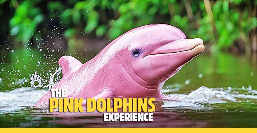 From Koh Samui: Pink Dolphin Boat Tour to Khanom with Lunch - Lunch at a local restaurant