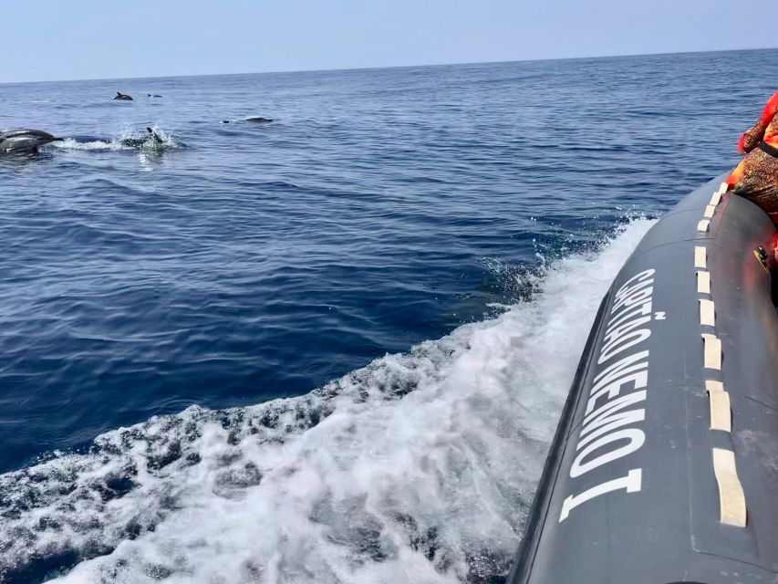 From Lagoa: Dolphins & Ponta da Piedade with biologist guide - Why this boat trip works as two experiences in one
