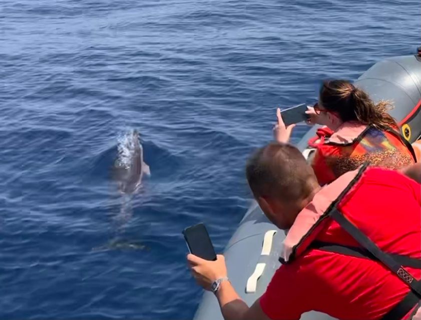 From Lagoa: Dolphins & Ponta da Piedade with biologist guide - The open Atlantic search for dolphins