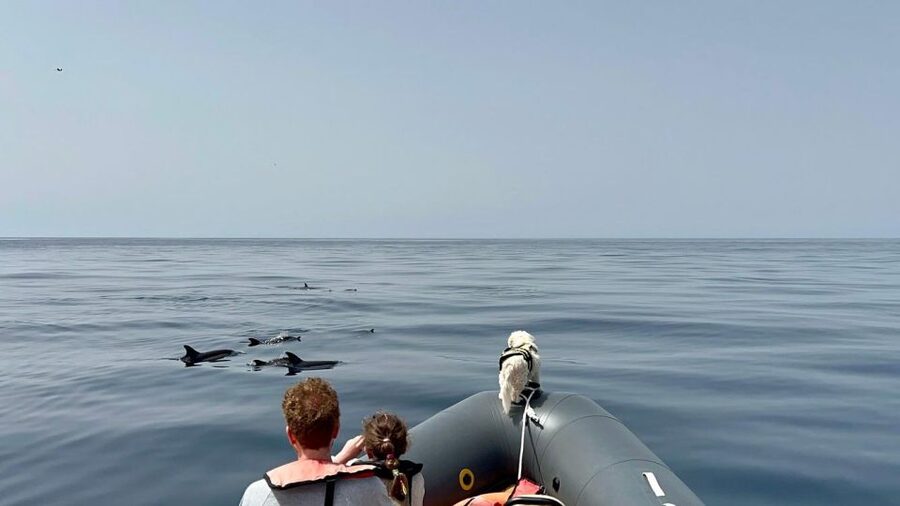 From Lagoa: Dolphins & Ponta da Piedade with biologist guide - Seabirds, jellyfish, and the marine world around you