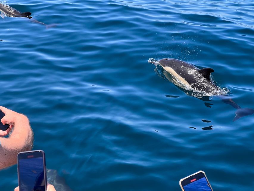 From Lagoa: Dolphins & Ponta da Piedade with biologist guide - The optional 15-minute swim stop