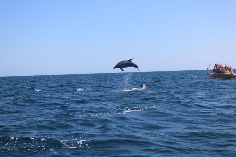 From Lagoa: Dolphins & Ponta da Piedade with biologist guide - Starting in Parchal, near Lagoa