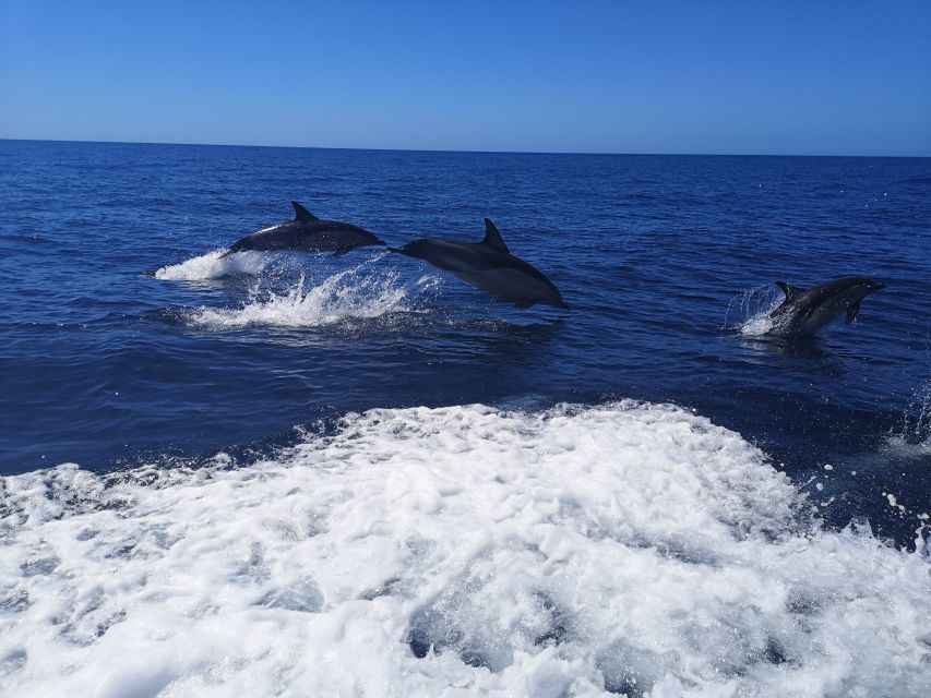 From Lagos: Dolphin Watching Boat Trip w/Marine Biologists - Who should book this trip?