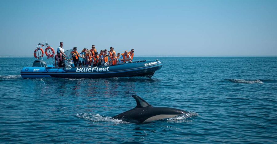 From Lagos: Dolphin Watching Boat Trip w/Marine Biologists - Searching for dolphins in the wild