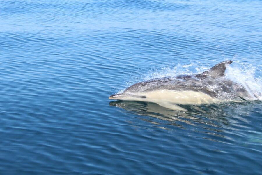 From Lagos: Dolphin Watching Boat Trip w/Marine Biologists - When the dolphins finally appear