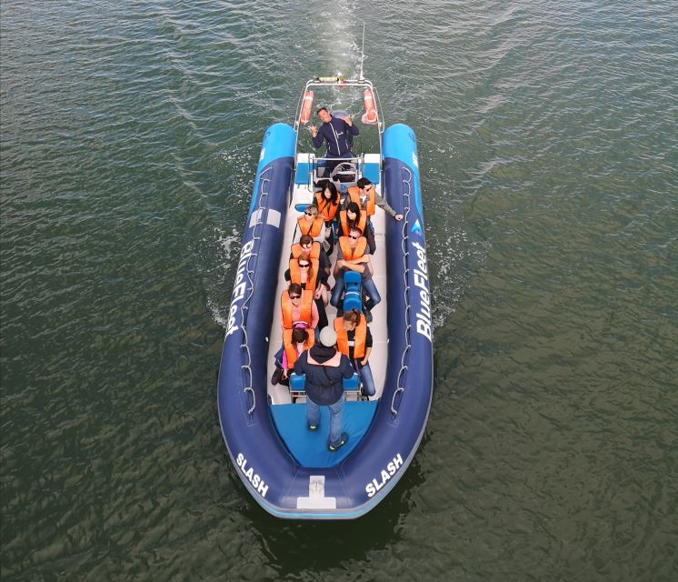 From Lagos: Dolphin Watching Boat Trip w/Marine Biologists - Marine biologists who add context