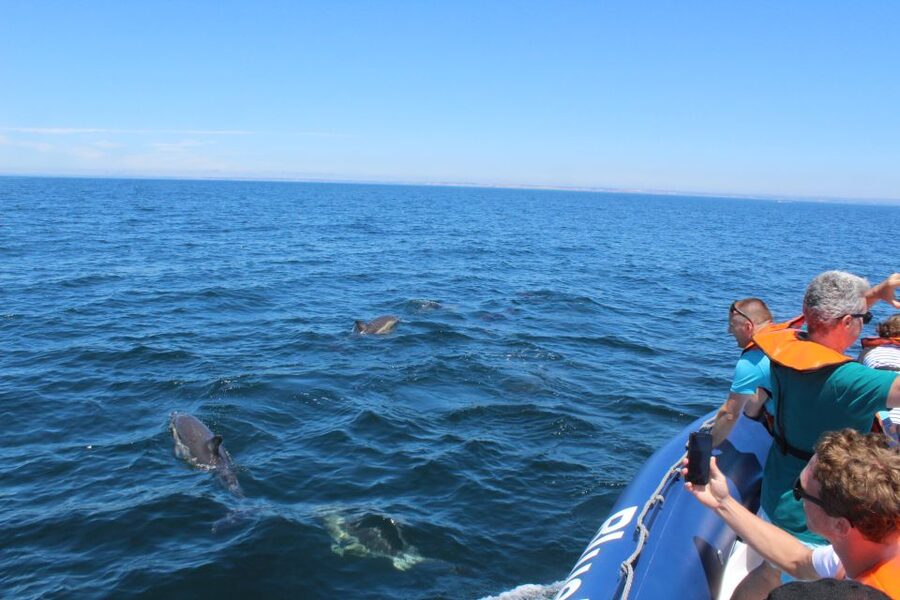 From Lagos: Dolphin Watching Boat Trip w/Marine Biologists - A possible bonus along the Lagos coast