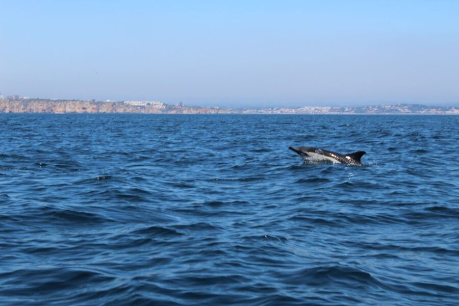 From Lagos: Dolphin Watching Boat Trip w/Marine Biologists - What to wear and bring