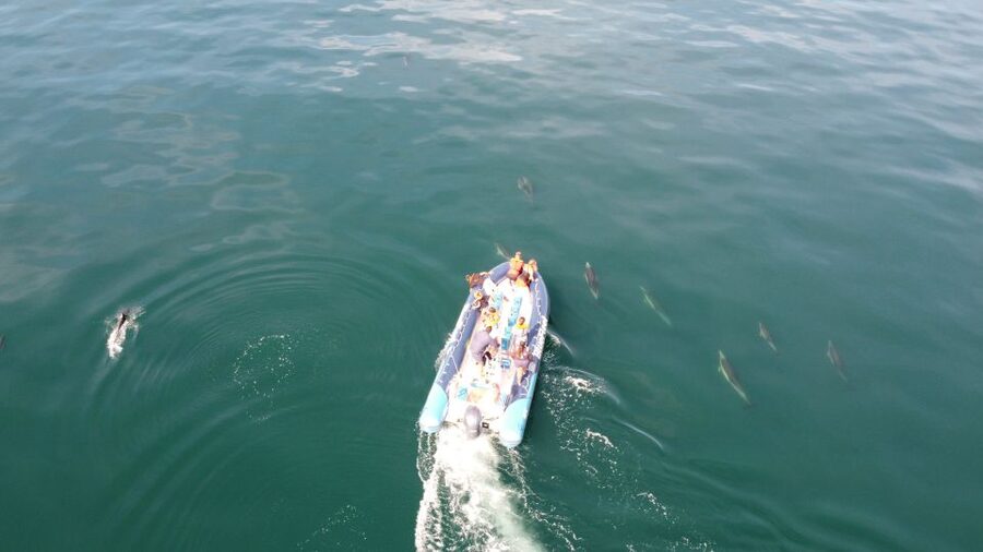 From Lagos: Dolphin Watching Boat Trip w/Marine Biologists - Is $42 a fair price?