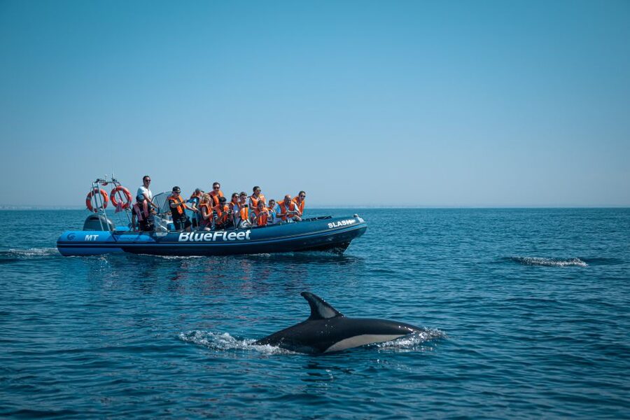 From Lagos: Dolphin Watching Boat Trip w/Marine Biologists - Why the small RIB makes a difference